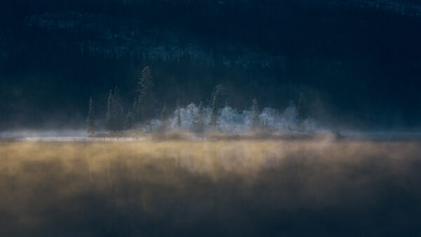 island of frosty pines in a mist with an indigo background of forest.